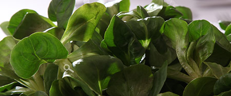 Appetizer - Herzig Catering